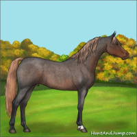 Horse Color:Liver Red Roan 