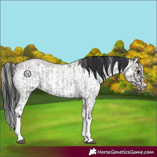 Horse Color:Grullo Roan Sabino Splash  and Grullo Roan Sabino Splash Frame 