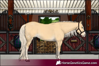 Horse Color:Palomino Dun Splash