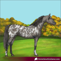 Horse Color:Grullo  and Grullo Near Leopard 