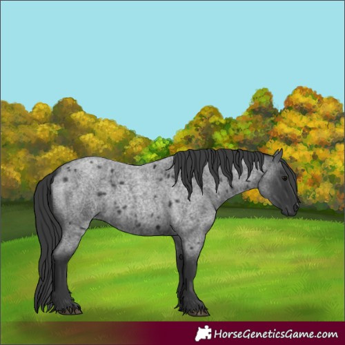Horse Color:Blue Roan 