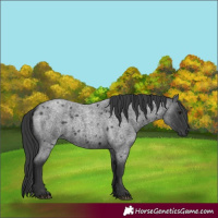 Horse Color:Blue Roan 