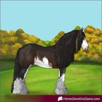 Horse Color:Gray White Spotted Bay 