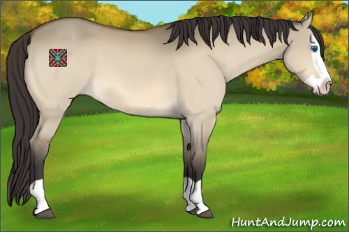 Horse Color:Buckskin Dun Splash 