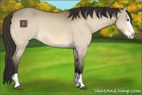 Horse Color:Buckskin Dun Splash 