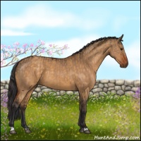 Horse Color:Brown Dun  and Buckskin Dun 