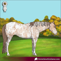Horse Color:Amber Champagne Sabino Tobiano Appaloosa  and Amber Champagne Sabino Tobiano Appaloosa 