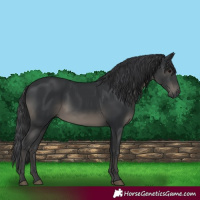 Horse Color:Black 