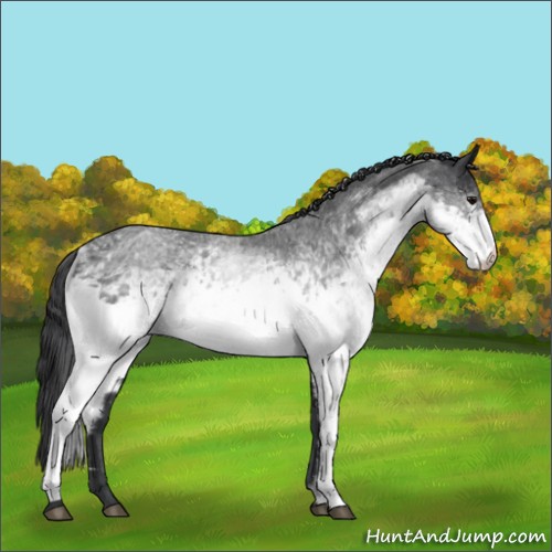 Horse Color:White Spotted Blue Roan 