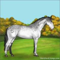 Horse Color:White Spotted Blue Roan 