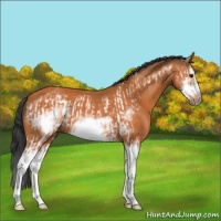 Horse Color:Bay Splash Frame  and Bay Splash Frame 