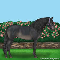 Horse Color:Black 