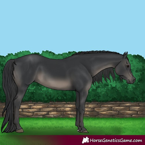 Horse Color:Black 