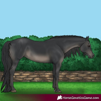 Horse Color:Black 