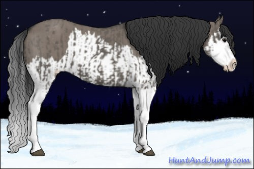 Horse Color:Grullo Sabino Splash  and Grullo Sabino Splash 