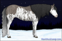 Horse Color:Grullo Sabino Splash  and Grullo Sabino Splash 