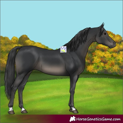 Horse Color:Black 