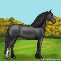 Horse Color:Black 