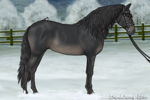 Horse Color:Black 