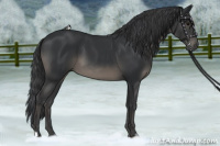Horse Color:Black 