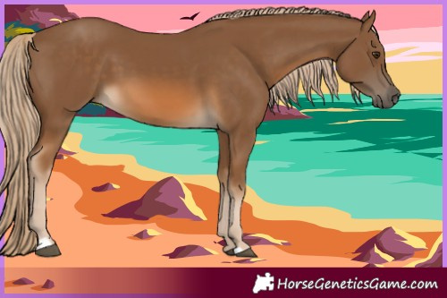 Horse Color:Chocolate Palomino 