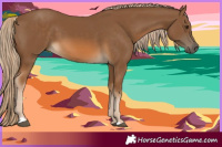 Horse Color:Chocolate Palomino 