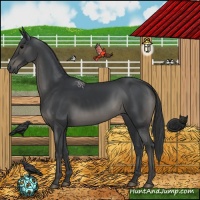 Horse Color:Black 