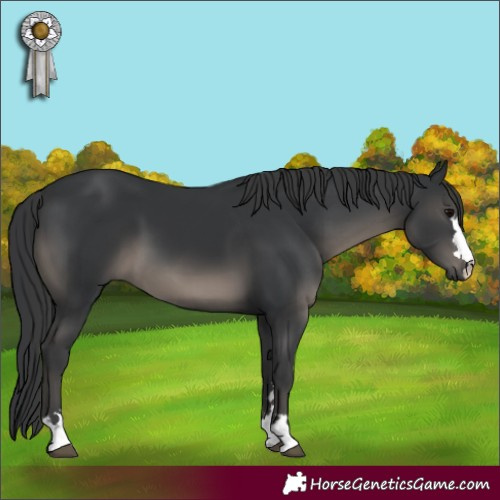 Horse Color:Black 