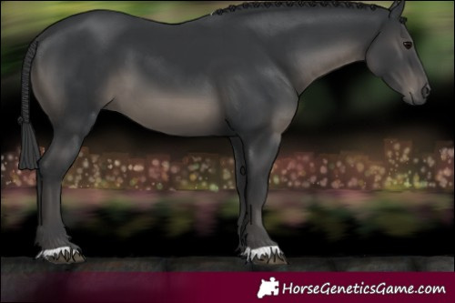 Horse Color:Black 