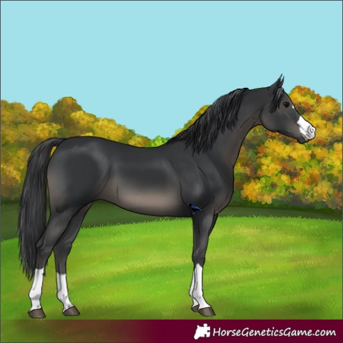 Horse Color:Black 