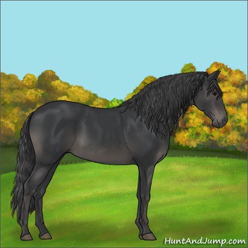 Horse Color:Black 