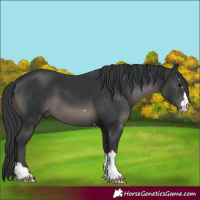 Horse Color:Black 