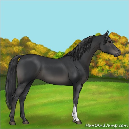 Horse Color:Black 