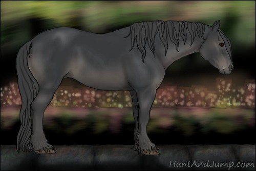 Horse Color:Black 