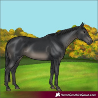 Horse Color:Black 