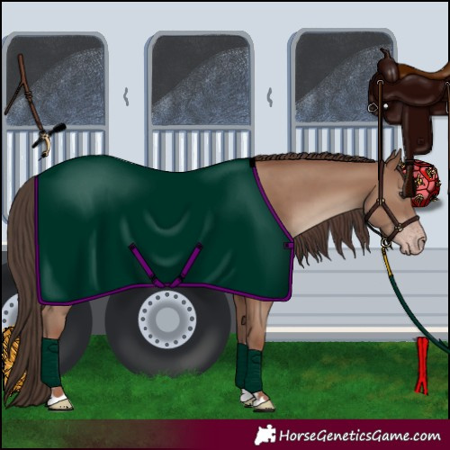 Horse Color:Classic Champagne 