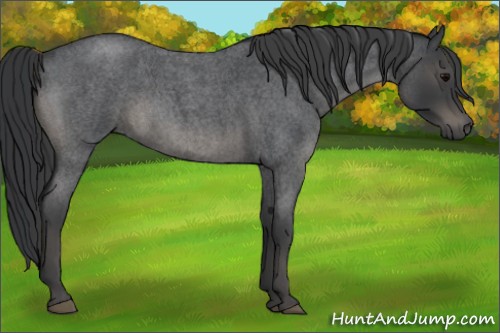 Horse Color:Blue Roan 