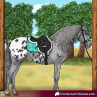 Horse Color:Black Appaloosa