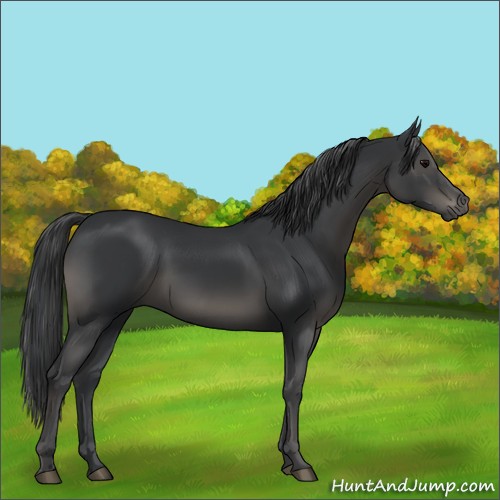 Horse Color:Black 