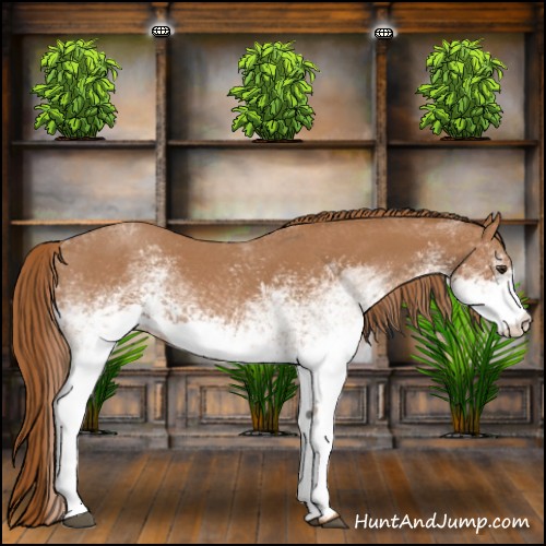 Horse Color:White Spotted Red Roan 