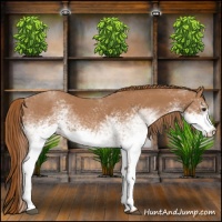 Horse Color:White Spotted Red Roan 