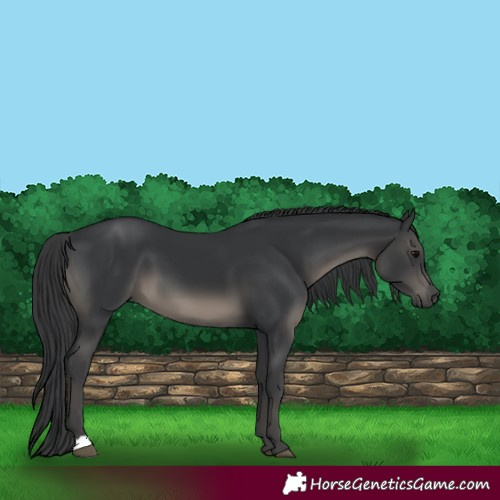 Horse Color:Black 