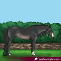 Horse Color:Black 