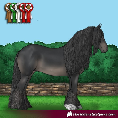 Horse Color:Black 