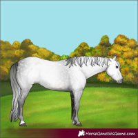 Horse Color:Gray Black 