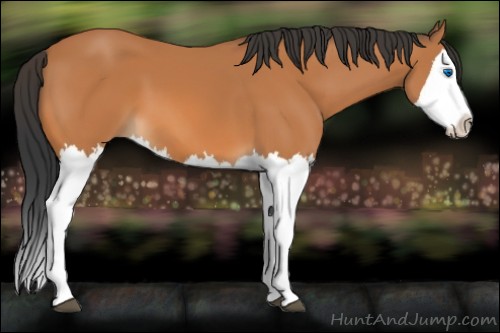 Horse Color:Bay Splash 