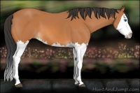 Horse Color:Bay Splash 