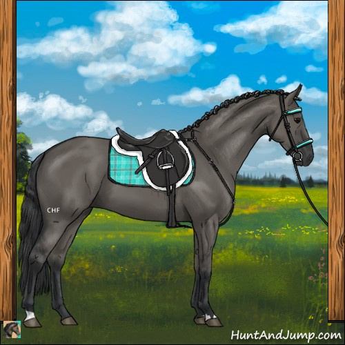 Horse Color:Grullo 