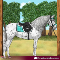Horse Color:Black Appaloosa  and Gray Black 