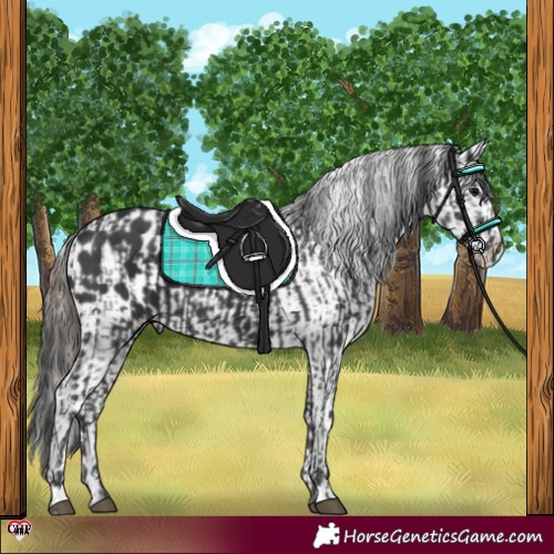 Horse Color:Black  and Black Appaloosa 